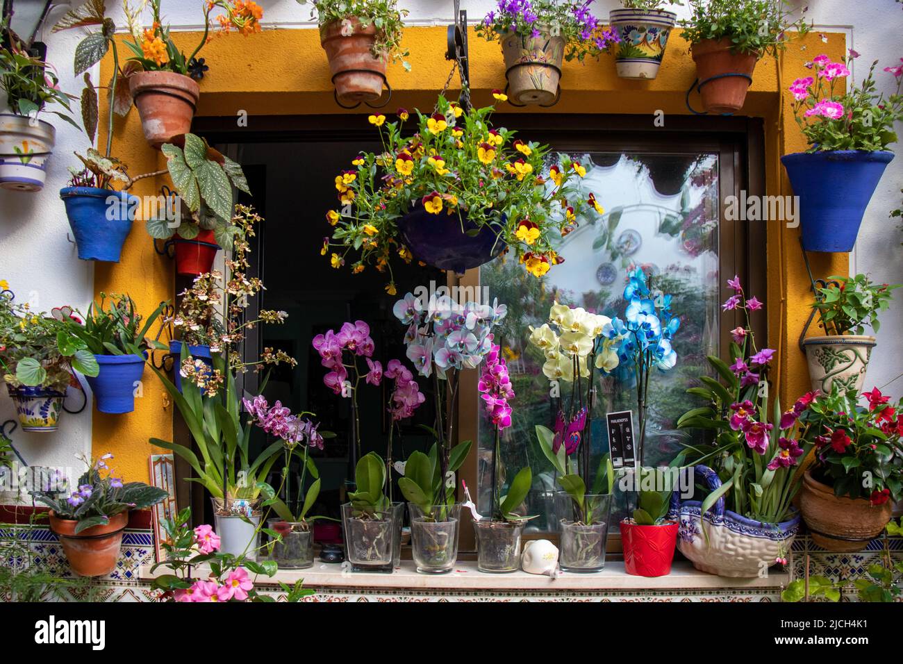 Ventana de un patio rodeada de macetas con plantas y orquídeas en el centro, Córdoba, España Foto Stock
