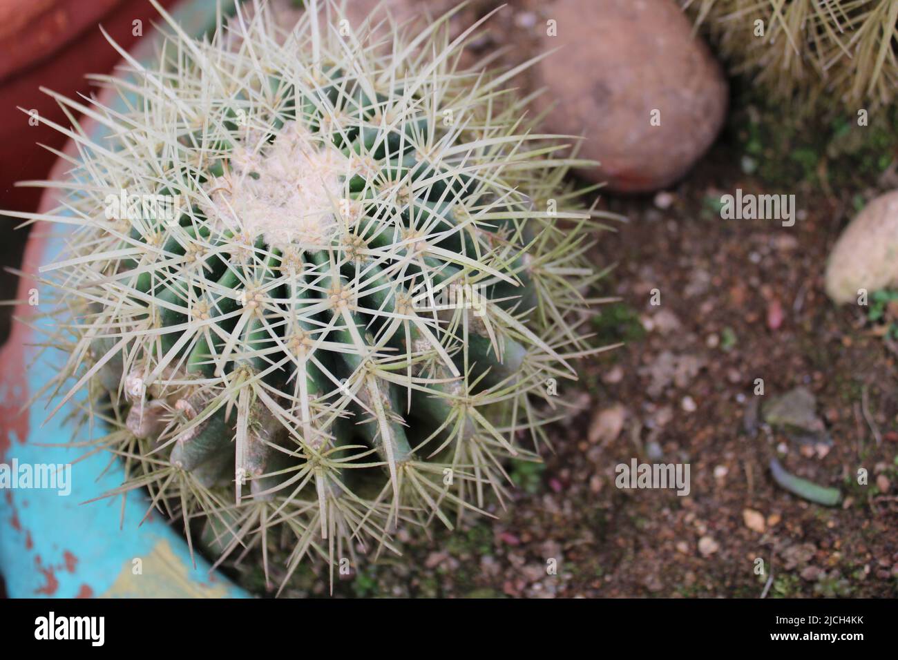 Cactus Foto Stock