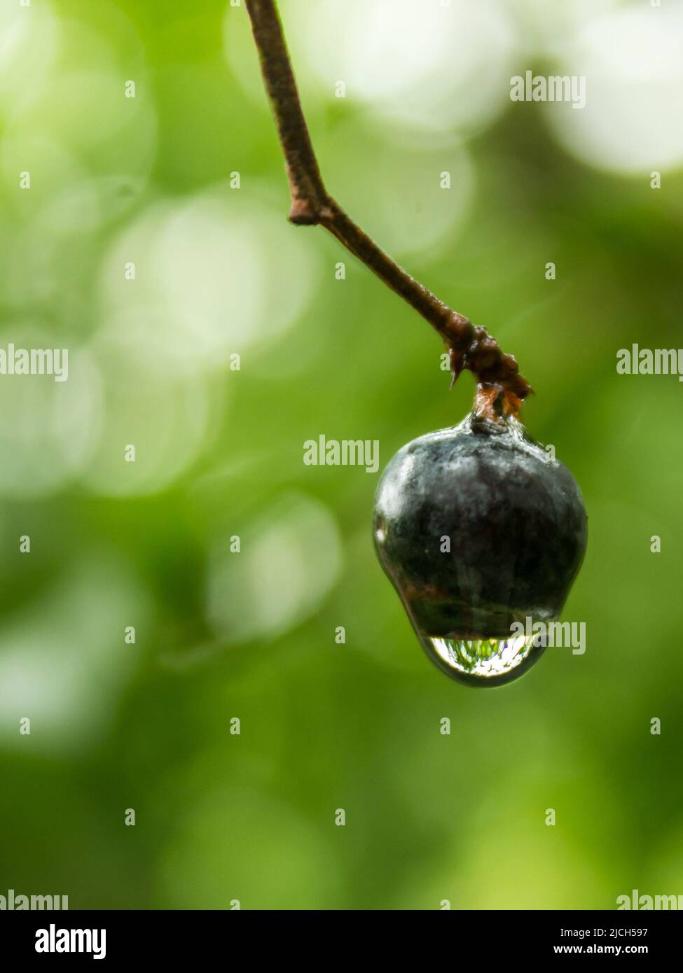 Una singola goccia d'acqua, appesa a un bacche blu maturo. Questa foto è stata scattata in un frutteto di mirtilli a Haenertsburg, Sudafrica Foto Stock