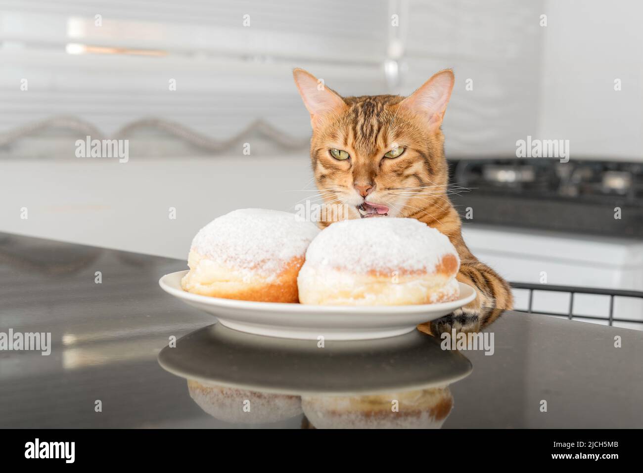 Il gatto bengala lecca le labbra quando vede una deliziosa ciambella di gelatina su un piatto. Foto Stock