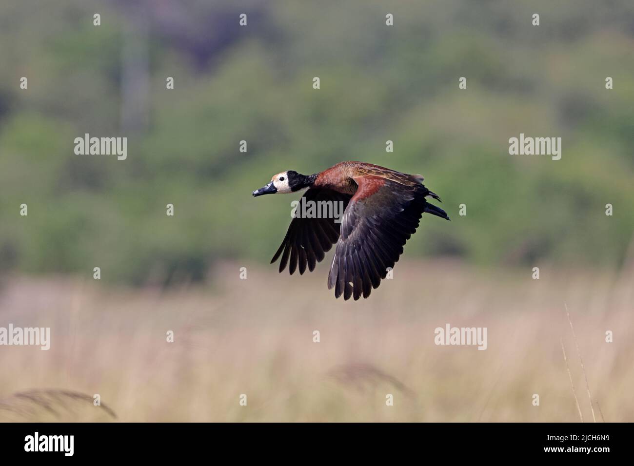 Anatra bianca in volo Chobe River Botswana Foto Stock