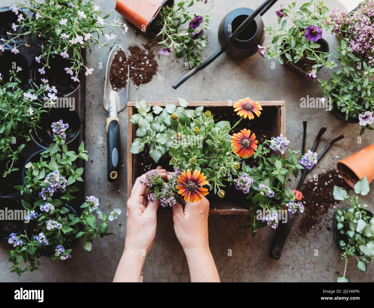 Vista dall'alto delle mani che piantano fiori in una piantatrice con attrezzi di giardinaggio. Foto Stock