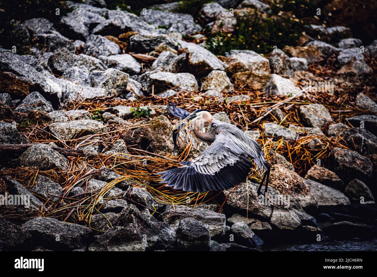 Grande airone blu con un pesce nel becco. Foto Stock