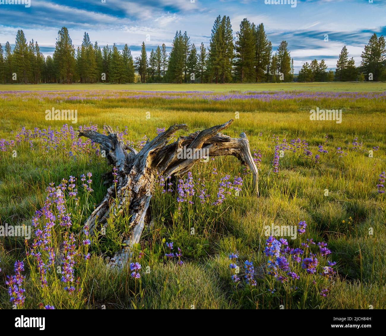 Driftwood e lupini in un grande prato. Fotografato a Hog Flat Reservoir nella contea di Lassen, California, USA. Foto Stock