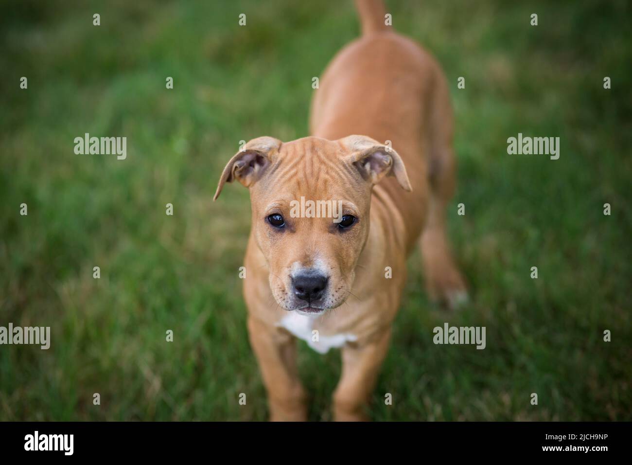 L'American Pit Bull Terrier cucciolo Foto Stock