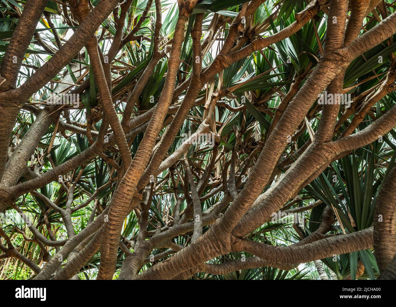 Rami di alberi di forma inusuale nel nord di Tenerife. Foto Stock