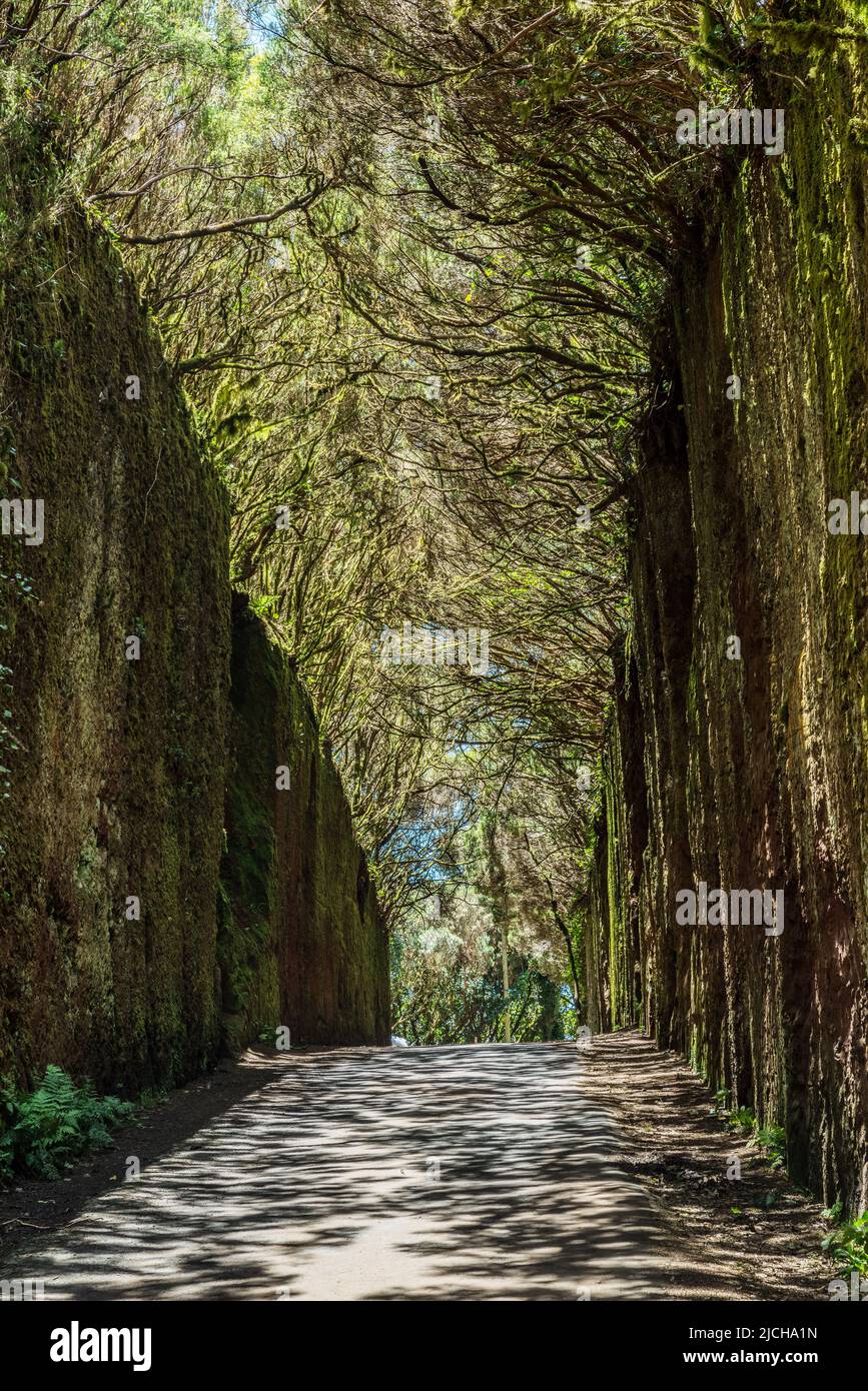 Insoliti rami di alberi formano arche su stretto passaggio tra le rocce nel Parco Rurale di Anaga. Camino viejo al Pico del Inglés. Isola di Tenerife. Foto Stock