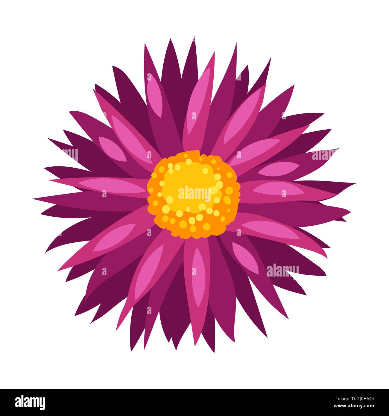 Illustrazione del fiore dell'astro. Bella pianta autunnale decorativa. Immagine naturale. Illustrazione Vettoriale