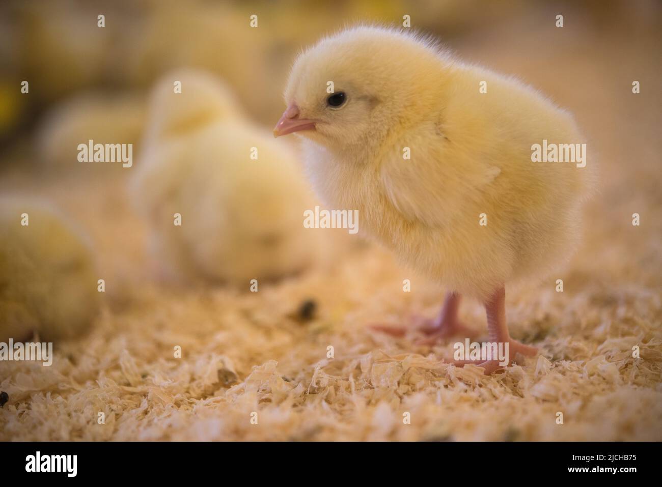 Pulcini di pollo giovani in capannone di pollame, allevamento biologico di pollame, Galles, Regno Unito Foto Stock