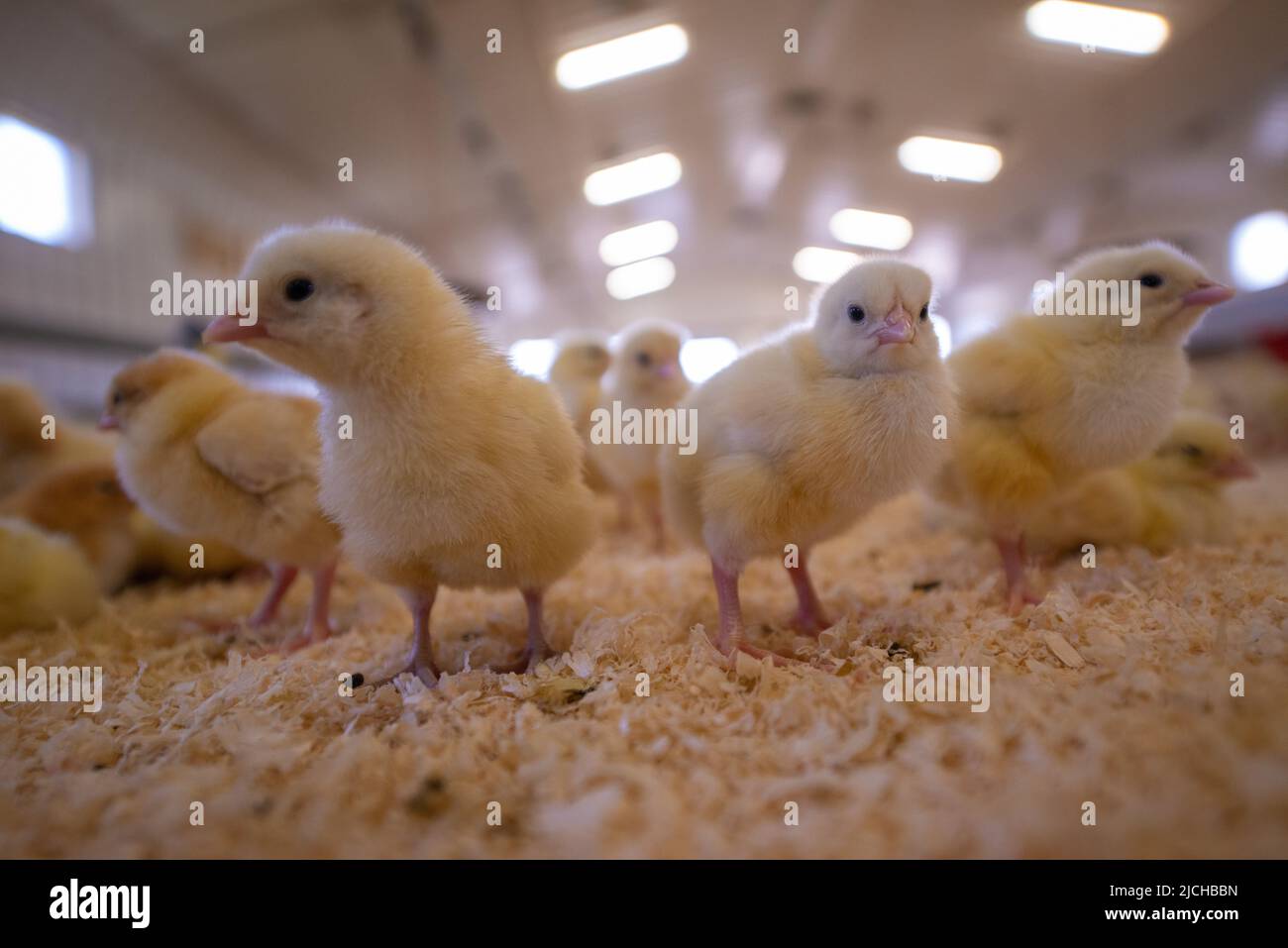 Pulcini di pollo giovani in capannone di pollame, allevamento biologico di pollame, Galles, Regno Unito Foto Stock
