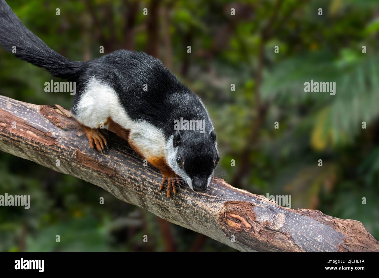 Scoiattolo di Prevost / scoiattolo asiatico tricolore (Callosciurus prevostii) nella foresta pluviale tropicale, originaria della penisola thailandese-malese, Sumatra, Borneo Foto Stock
