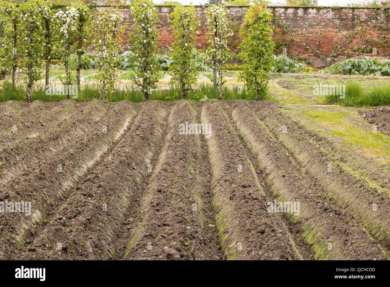 campo con giardino-letti in primavera pronto per piantare Foto Stock