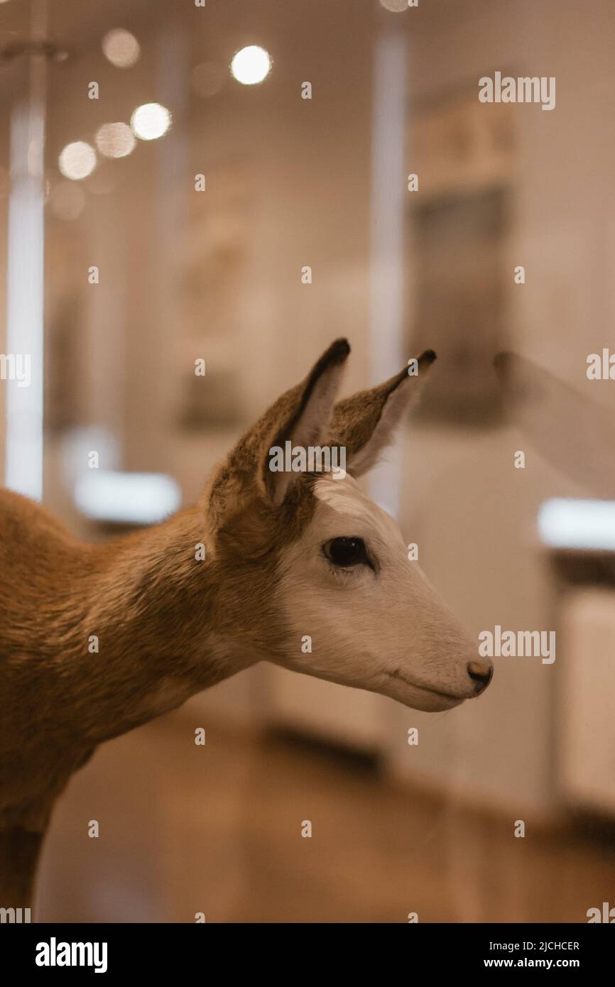 Primo piano di un capriolo. Illuminato da illuminazione artificiale Foto Stock