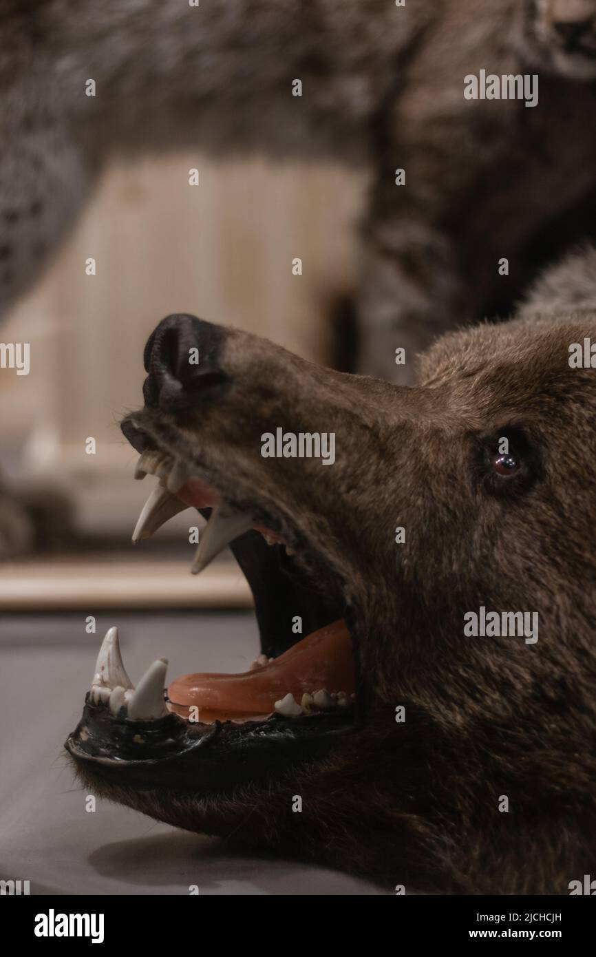 Testa dell'orso ripieno con una bocca aperta e denti bianchi aggrovigliati Foto Stock