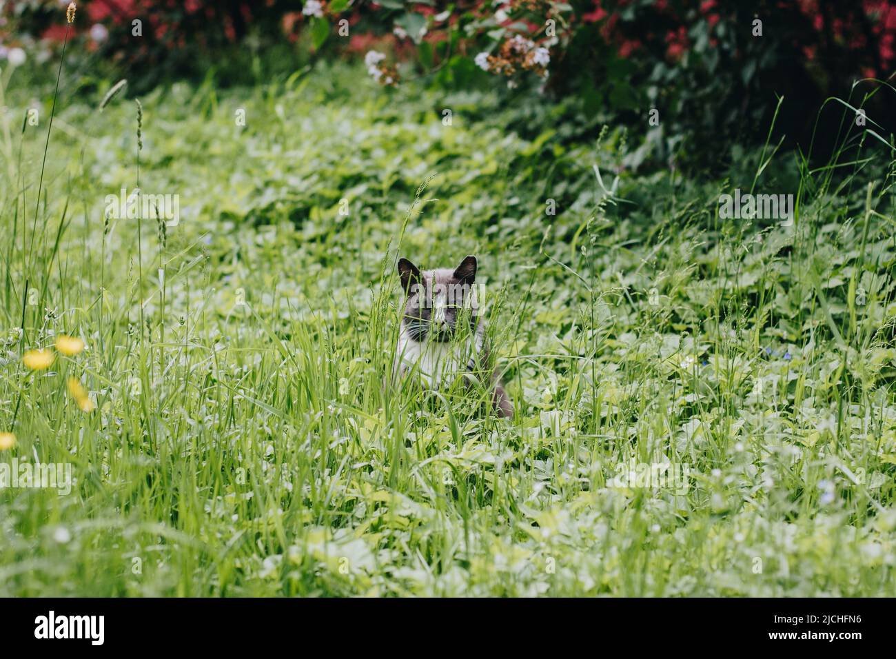 il gatto grigio con un collare bianco si siede in un'erba verde alta vicino ai cespugli rossi e guarda nella cella in nascondiglio. Caccia al topo per gatti. Foto Stock