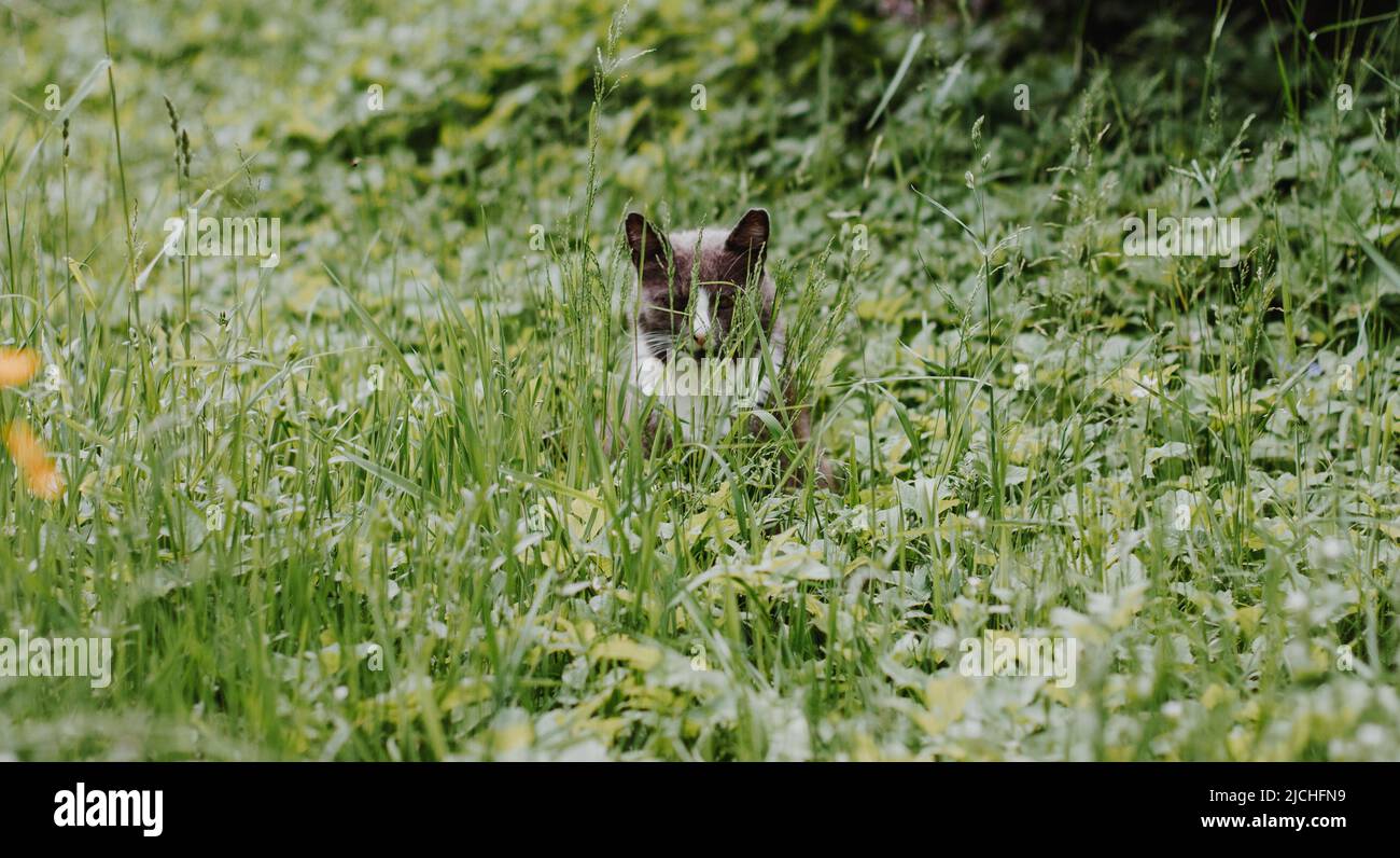 il gatto grigio con un collare bianco si siede in un'erba verde alta vicino ai cespugli rossi e guarda nella cella in nascondiglio. Caccia al topo per gatti. Foto Stock