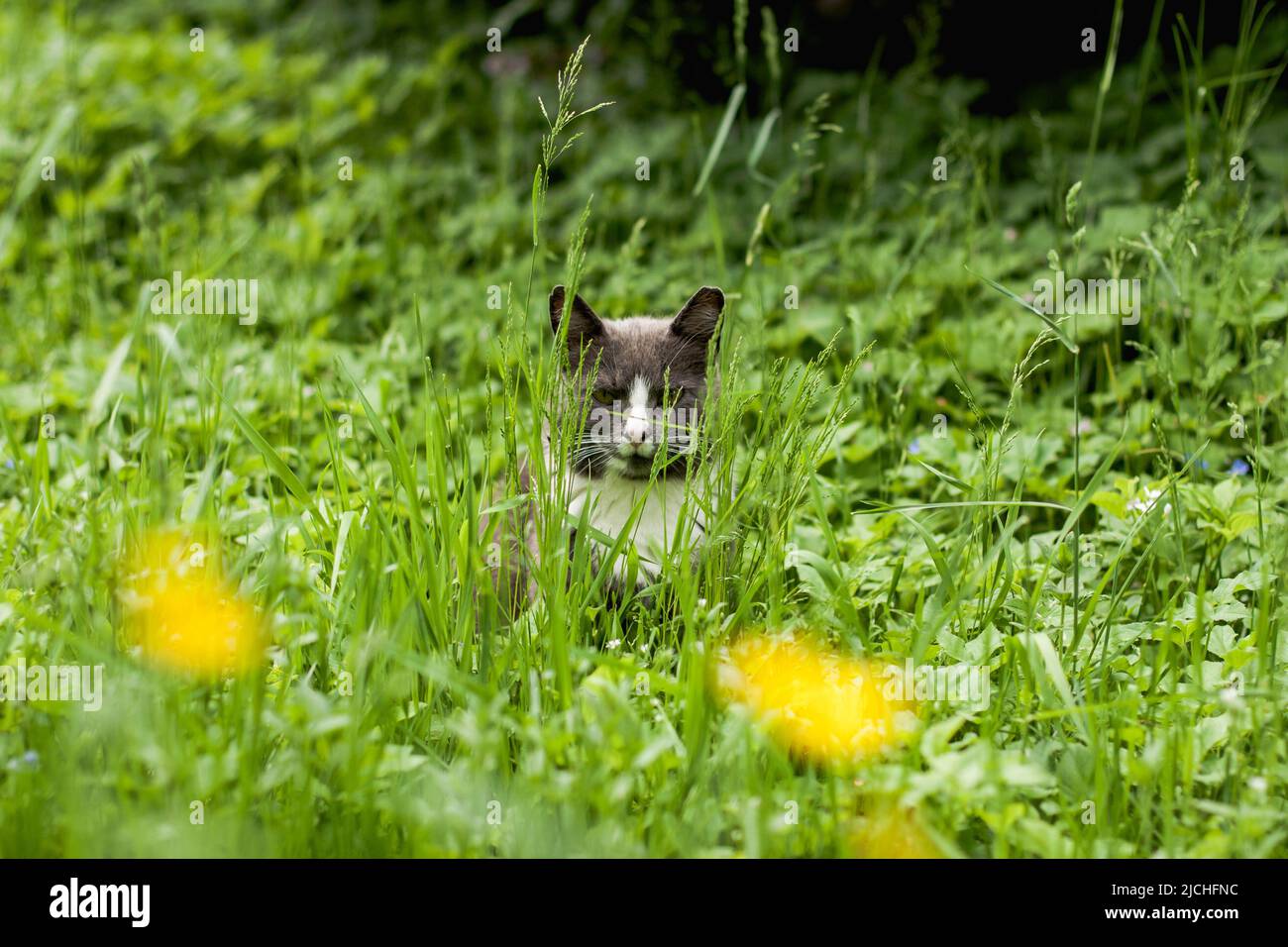 il gatto grigio con un collare bianco si siede in un'erba verde alta vicino ai cespugli rossi e guarda nella cella in nascondiglio. Caccia al topo per gatti. Foto Stock