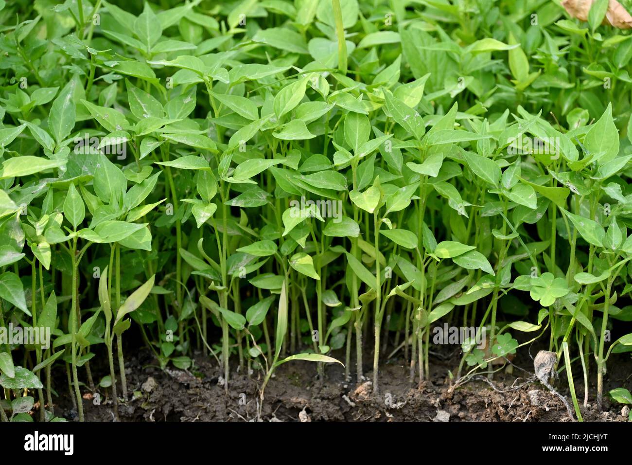 primo piano il mazzo mature piccola pianta peperoncino cumulo di terreno e crescere con foglie nella fattoria morbido fuoco naturale marrone verde sfondo. Foto Stock