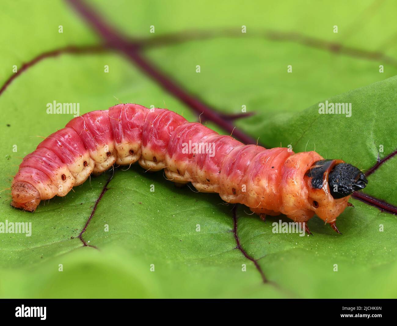 Cossus cossus caterpillar in foglia, primo piano di un grande bruco di capra rosso dalla famiglia cossidae Foto Stock