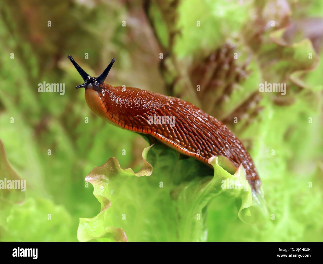 Slug spagnolo, Arion vulgaris, in giardino su una foglia di lattuga, peste di lumaca nel cerotto vegetale Foto Stock