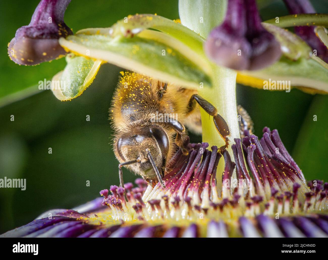 Api su un passionflower Bluecrown (Passiflora caerulea) in un giardino a Rosny Sous Bois, Francia il 7 giugno 2022. Quando un'ape atterra su un fiore, i peli di tutto il corpo delle api attraggono i grani di polline attraverso le forze elettrostatiche. I peli rigidi sulle gambe consentono loro di radere il polline in speciali pennelli o tasche sulle gambe o sul corpo, quindi di riportarlo al nido. Foto di Christophe Geyres/ABACAPRESS.COM Foto Stock
