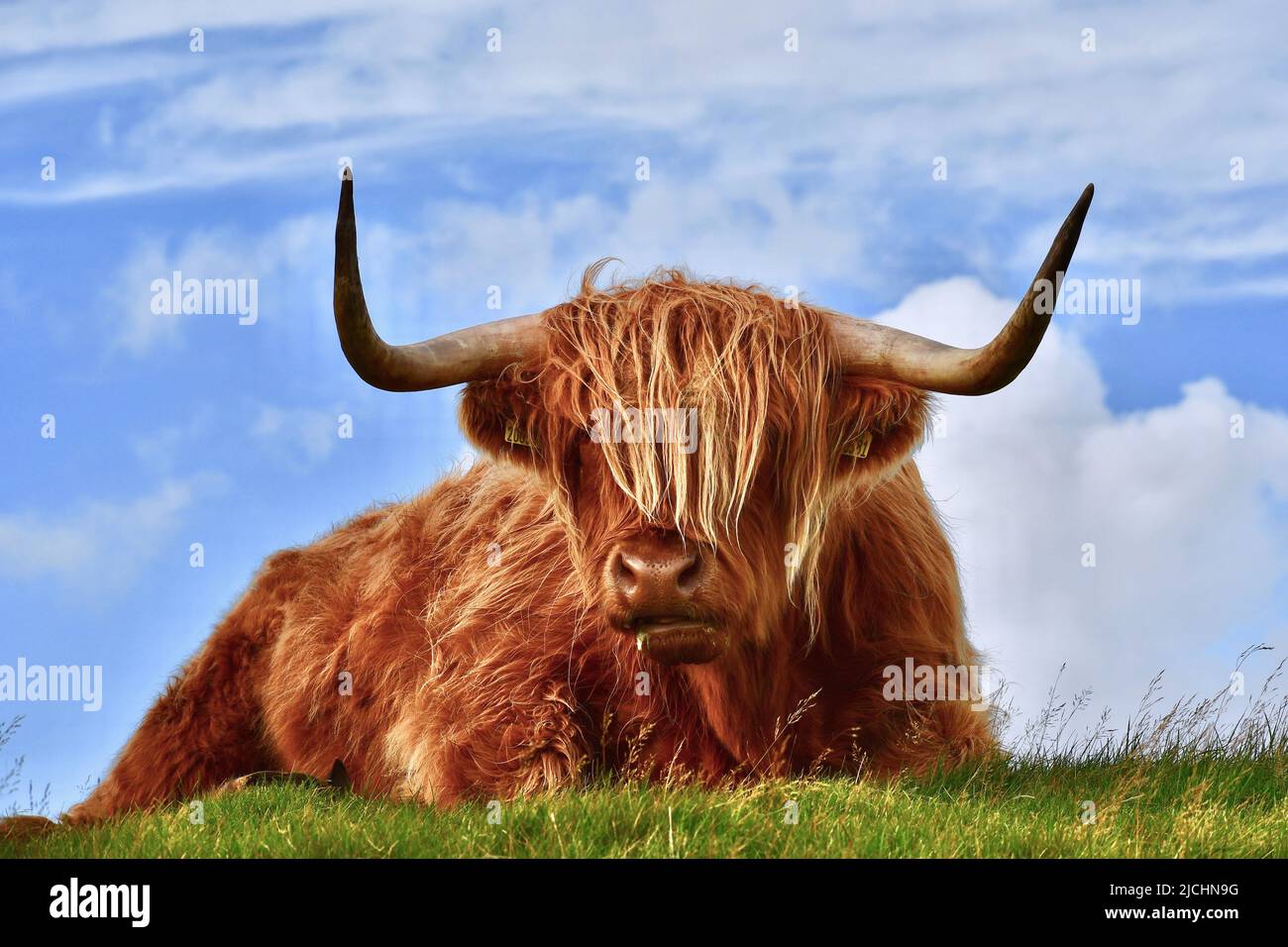 mucche delle highland in scozia (edimburgo) Foto Stock