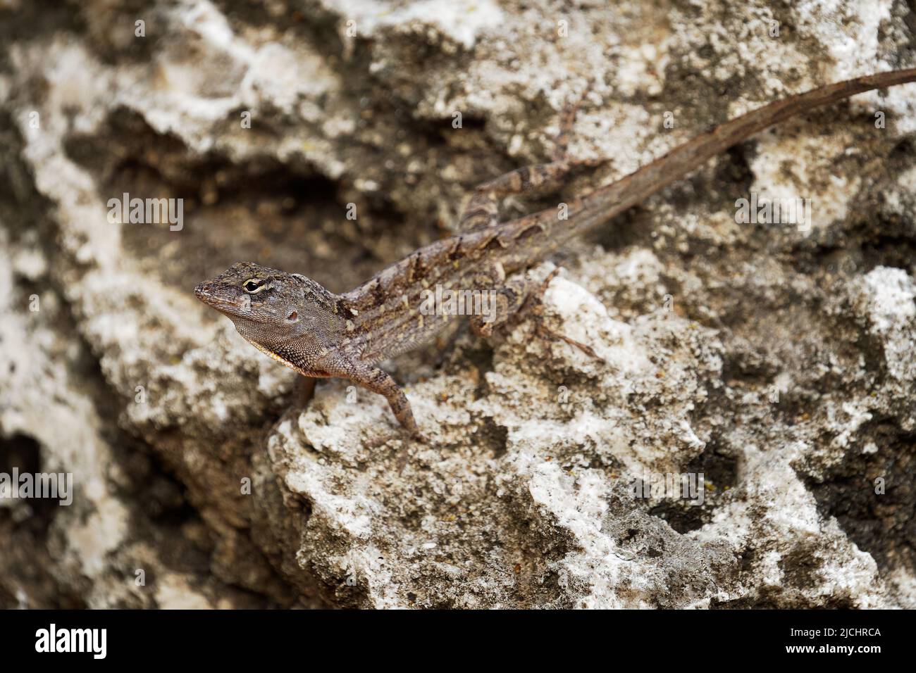 Anole marrone - Anolis Sagrei anche marrone cubano o De la Sagra anole, lucertola in Dactyloidae, nativo di Cuba e Bahamas, ampiamente introdotto in Florida, ha Foto Stock