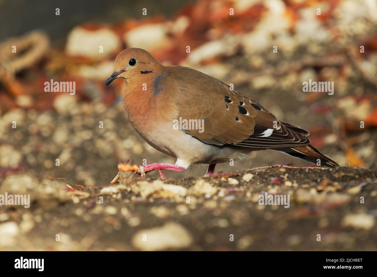 Zenaida dove - Zenaida aurita uccello in Columbidae, colombe e piccioni, uccello nazionale di Anguilla come colomba di tartaruga, simile a colomba di lutto, razze di gola Foto Stock