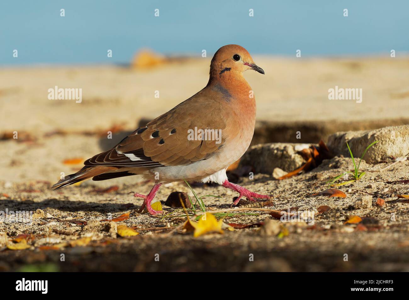 Zenaida dove - Zenaida aurita uccello in Columbidae, colombe e piccioni, uccello nazionale di Anguilla come colomba di tartaruga, simile a colomba di lutto, razze di gola Foto Stock