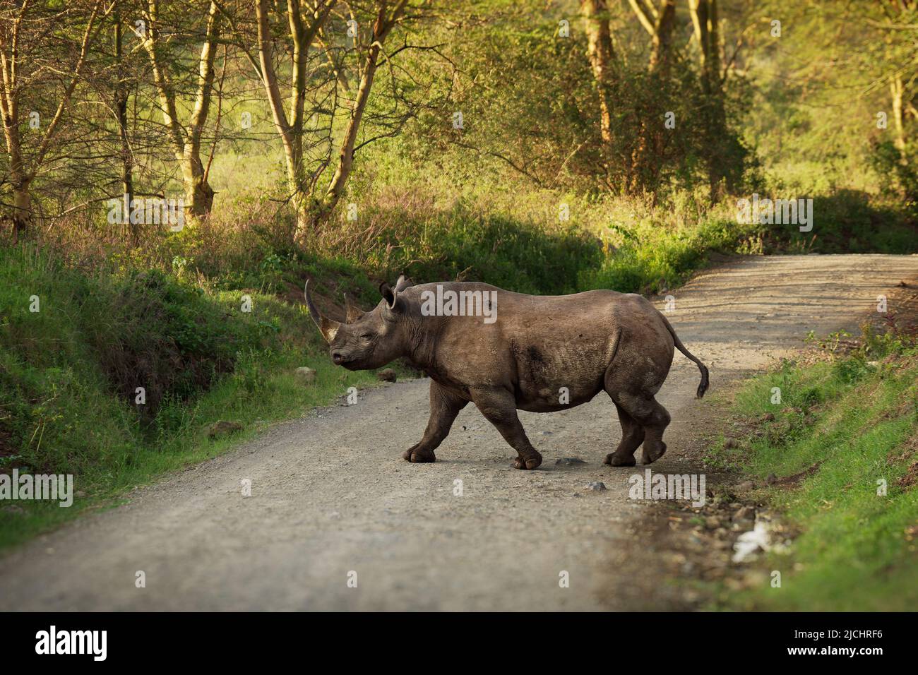 Rinoceronte nero o rinoceronte a gancio - Diceros bicornis con ambiente, nativo dell'Africa orientale e meridionale, attraversando la strada e in piedi Foto Stock