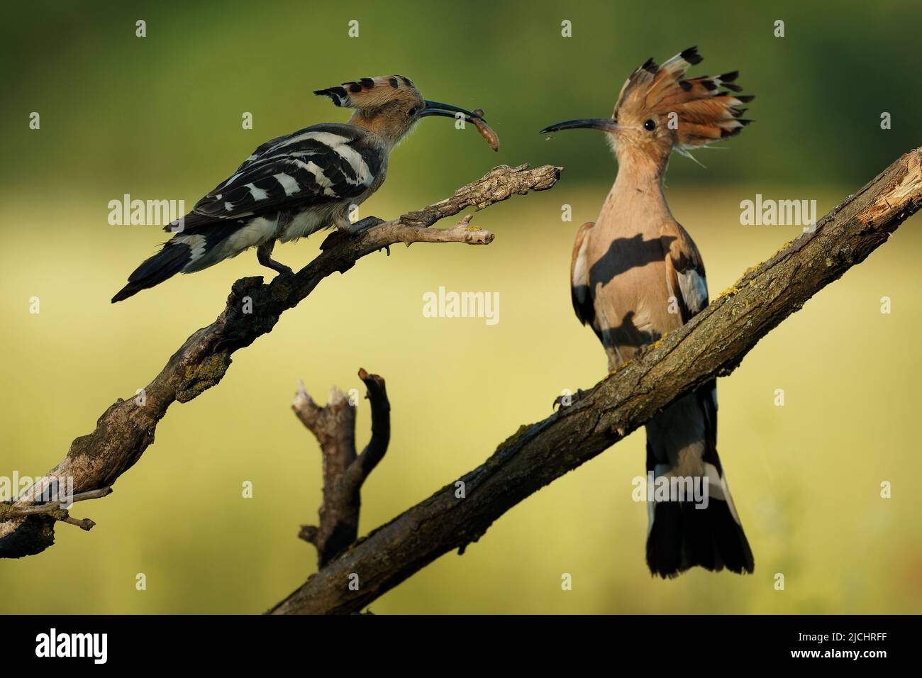 Hoopoe Eurasiano (Upupa epops) alimentazione è pulcini catturati in volo. Ampie ali, stemma e preda tipici nel becco. Caccia insetto, lucertola, gecko, s Foto Stock