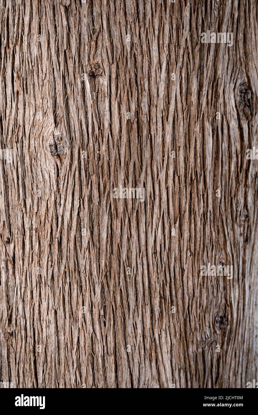 Vecchio albero di pino corteccia struttura sfondo Foto Stock
