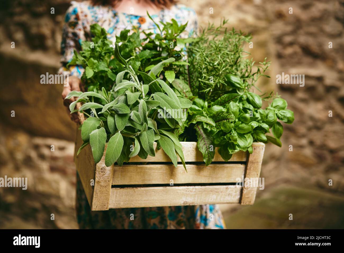 Coltivare anonimo agricoltore femminile con scatola di legno piena di verdure fresche biologiche in mano in piedi in zona rurale durante la stagione di raccolta Foto Stock