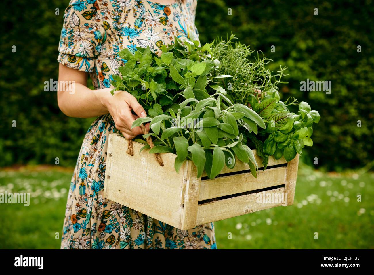 Coltivare anonimo giardiniere femminile con scatola di legno di erbe verdi raccolte in piedi sul prato erboso in campagna durante la stagione di raccolta Foto Stock