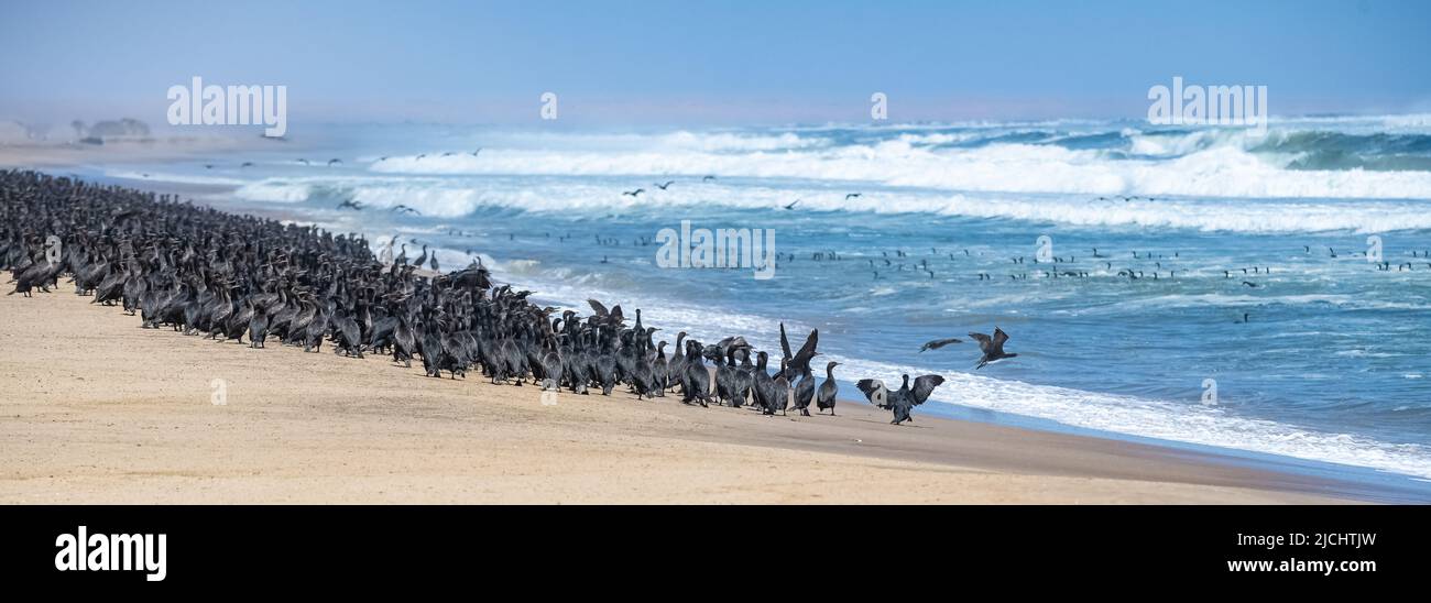 Namibia, migliaia di cormorani sulla riva, Skeleton costa Foto Stock