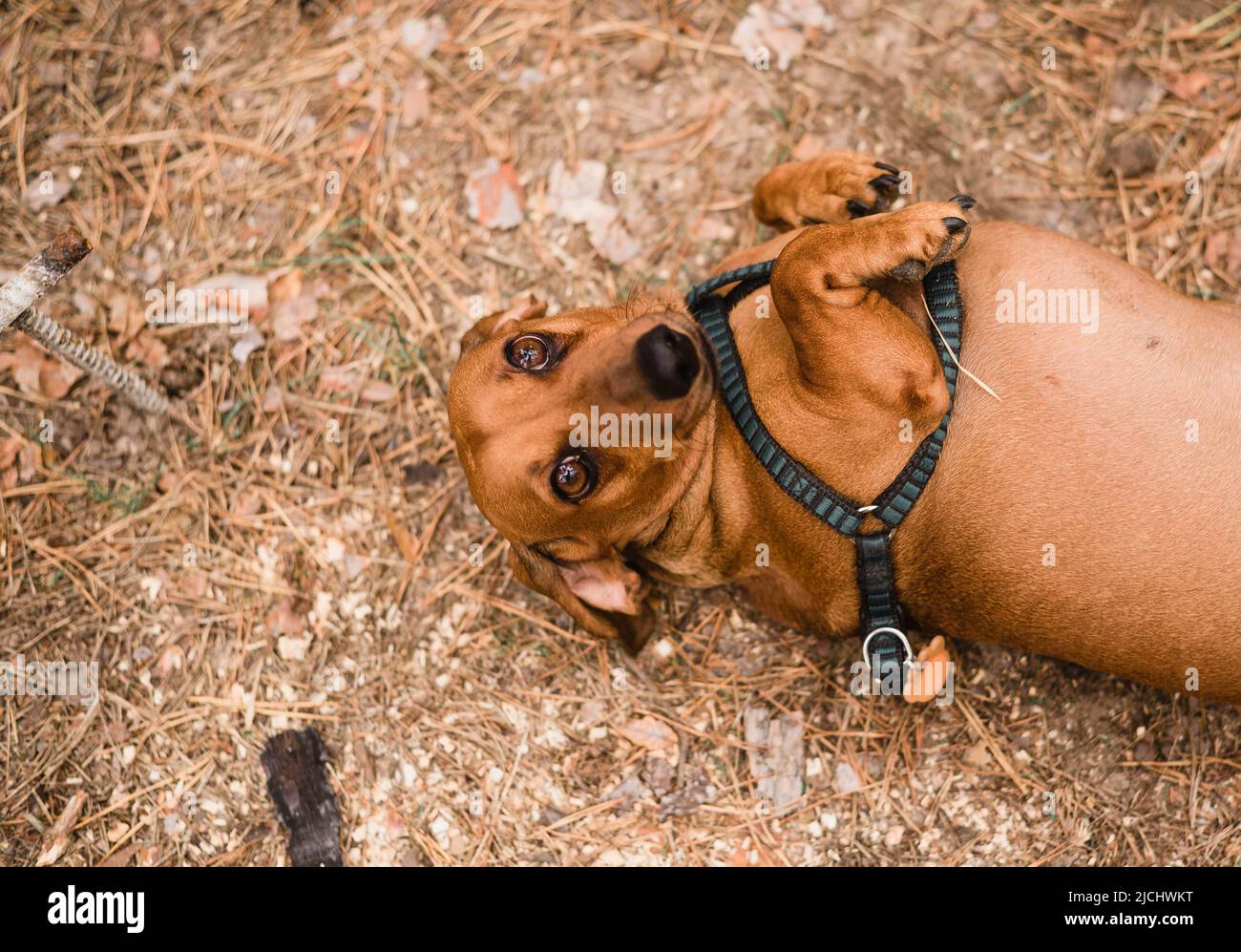 Il cane rosso-bruno dachshund si trova a terra. Foto di alta qualità Foto Stock