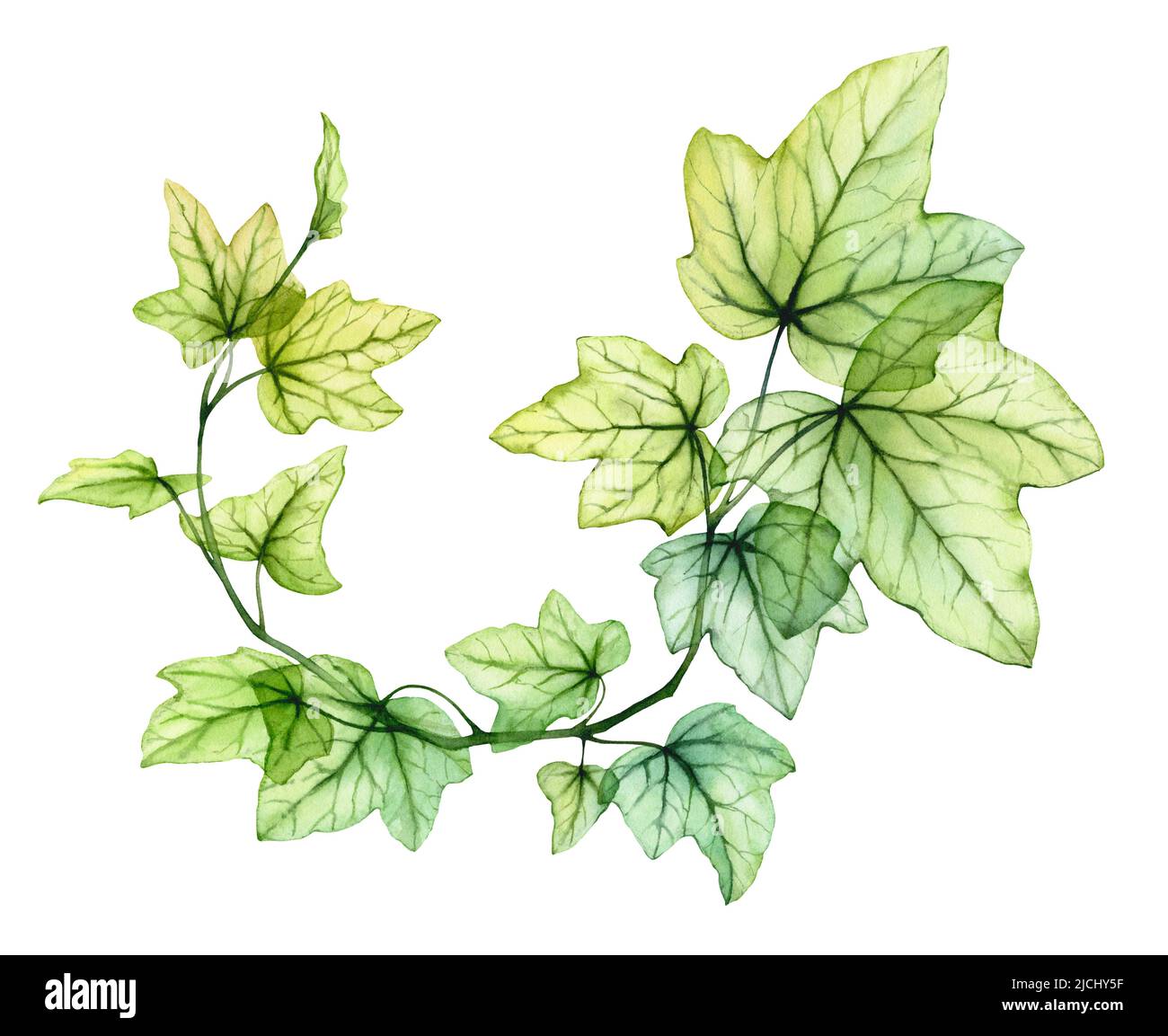 Acquerello foglie trasparenti in forma di corona circolare. Impianto di edera inglese. Fogliame fresco di uva isolato su bianco. Botanica dettagliata e realistica Foto Stock