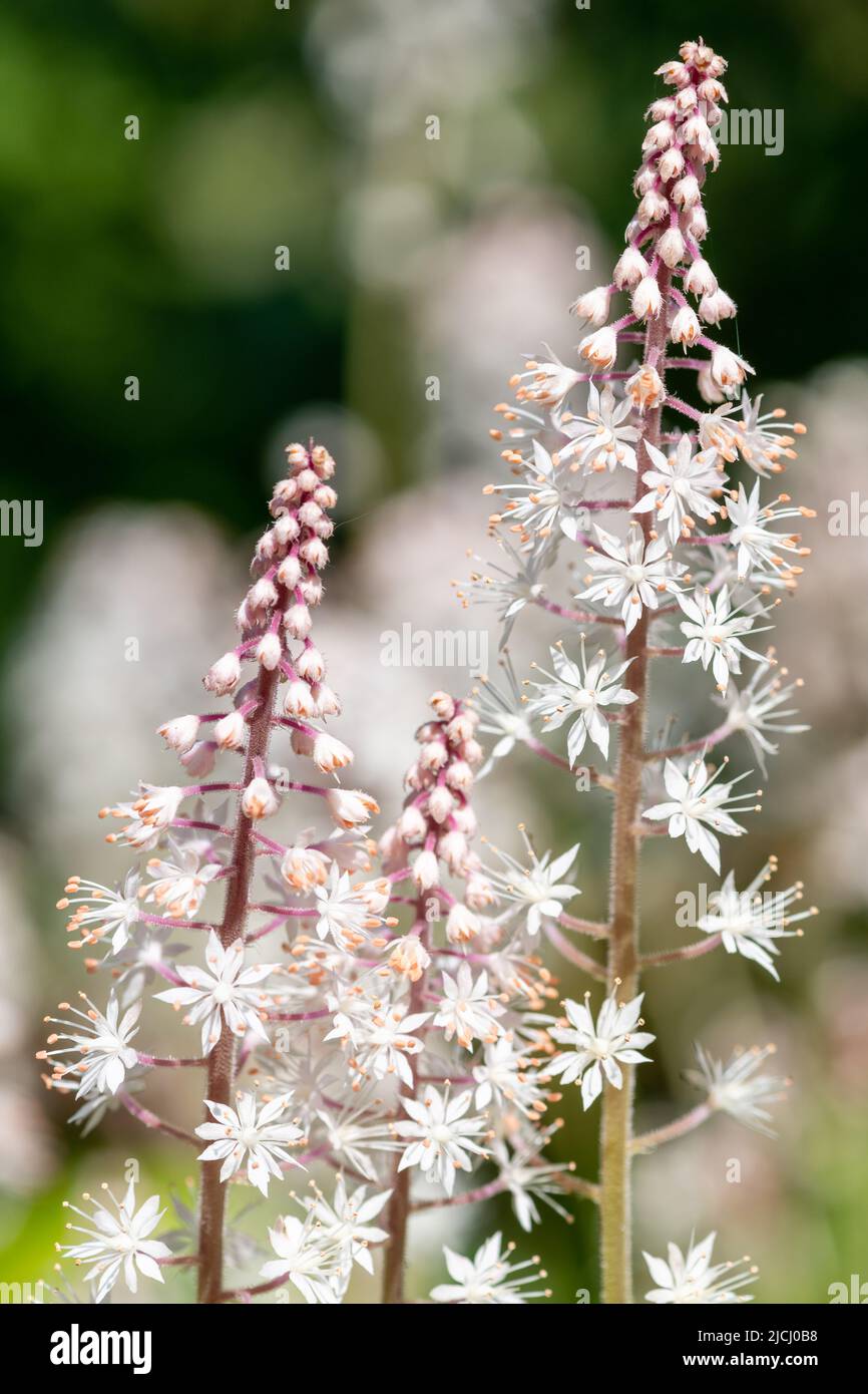 Primo piano di fiori di cuore (tiarella cordifolia) in fiore Foto Stock