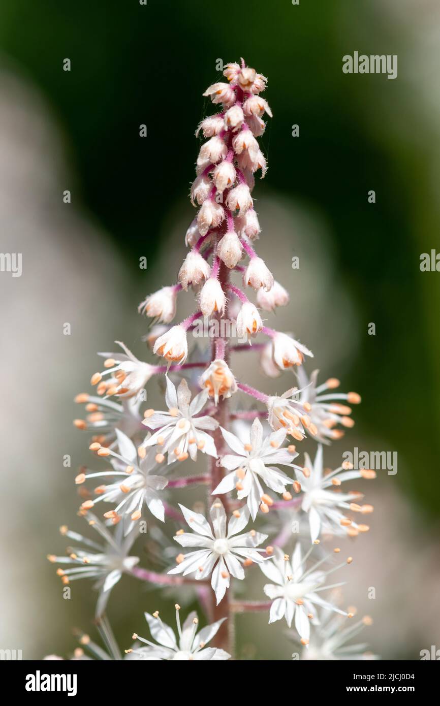 Primo piano di fiori di cuore (tiarella cordifolia) in fiore Foto Stock