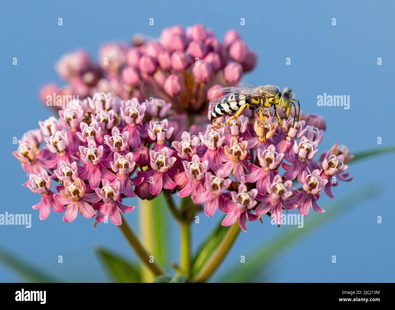 Un primo profilo laterale di una Sand Wasp in cima a un fiore di palude Milkweed appena fiorito su uno sfondo blu naturale. Foto Stock