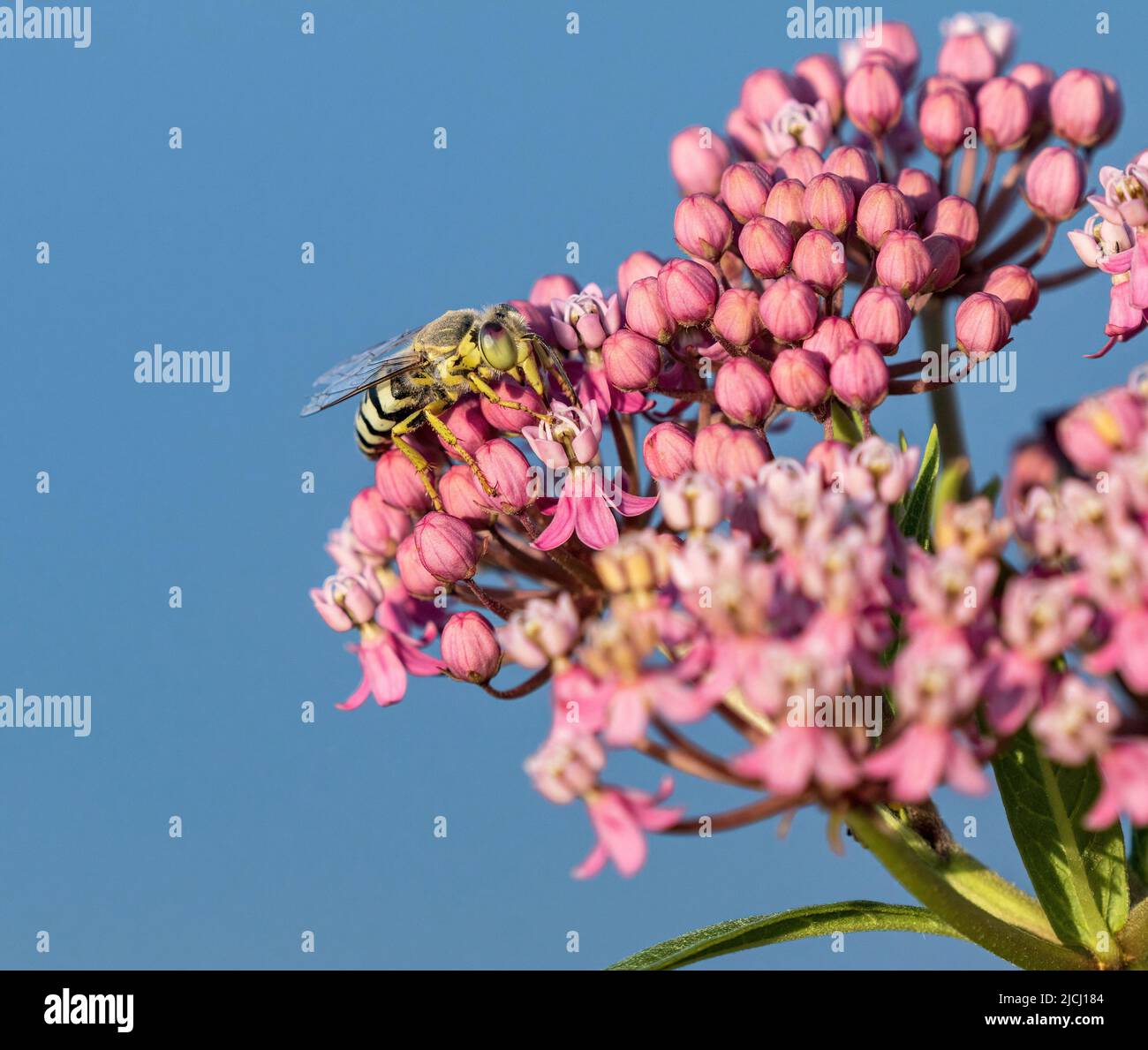 Una vista da primo piano di una Sand Wasp con un colorato occhio rosa e verde chiaro, impollinando un fiore palude Milkweed su uno sfondo blu pulito. Foto Stock