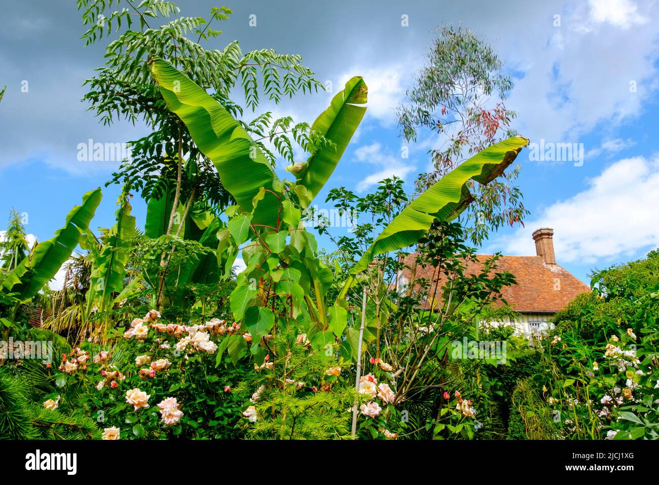 Banana palma e rose che crescono nel giardino tropicale a Great Dixter, Northiam, East Sussex, UK Foto Stock