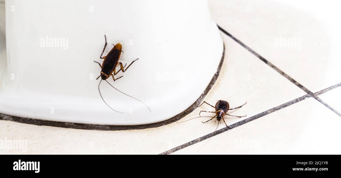 scarafaggi che corrono sul pavimento della stanza da bagno, infestazione di  insetto nella stanza da bagno, necessità di rilevazione e pulizia della  casa Foto stock - Alamy
