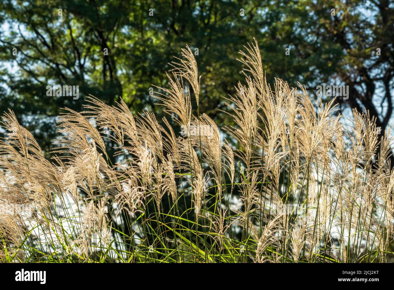 L'erba d'argento giapponese (Miscanthus sinensis), chiamata anche erba d'argento cinese, brillando con la luce del sole che illumina le sue piume di piuma. Foto Stock