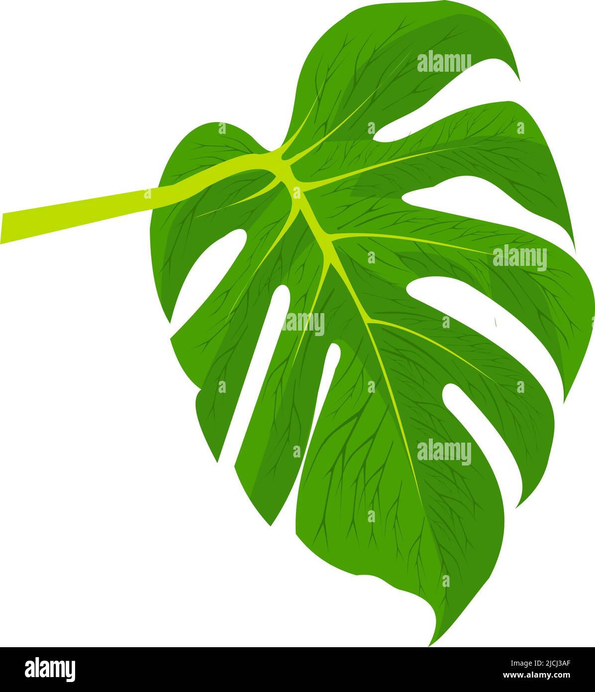 Un'ampia foglia verde con vene che appaiono sulla sua superficie Foto Stock