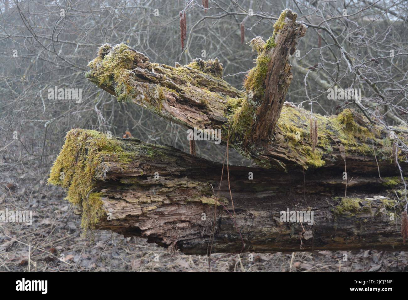 Legno Mossy che assomiglia ad un coccodrillo in una mattinata nebbiosa al fiume Reuss Foto Stock
