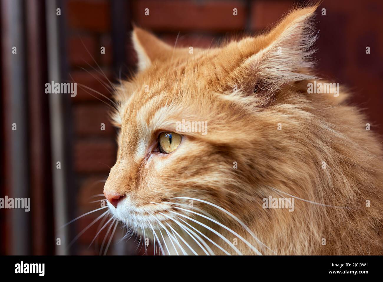 Bella purosangue redhead gattino. Razza Kurilian Bobtail. Ipoallergenico razza di gatti Foto Stock