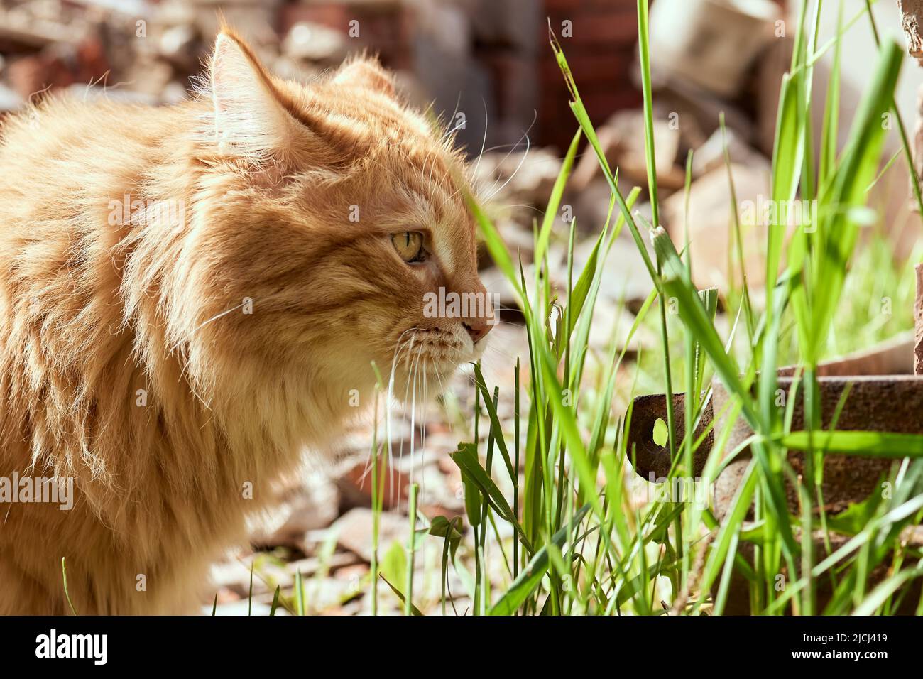 Bella purosangue redhead gattino. Razza Kurilian Bobtail. Ipoallergenico razza di gatti Foto Stock
