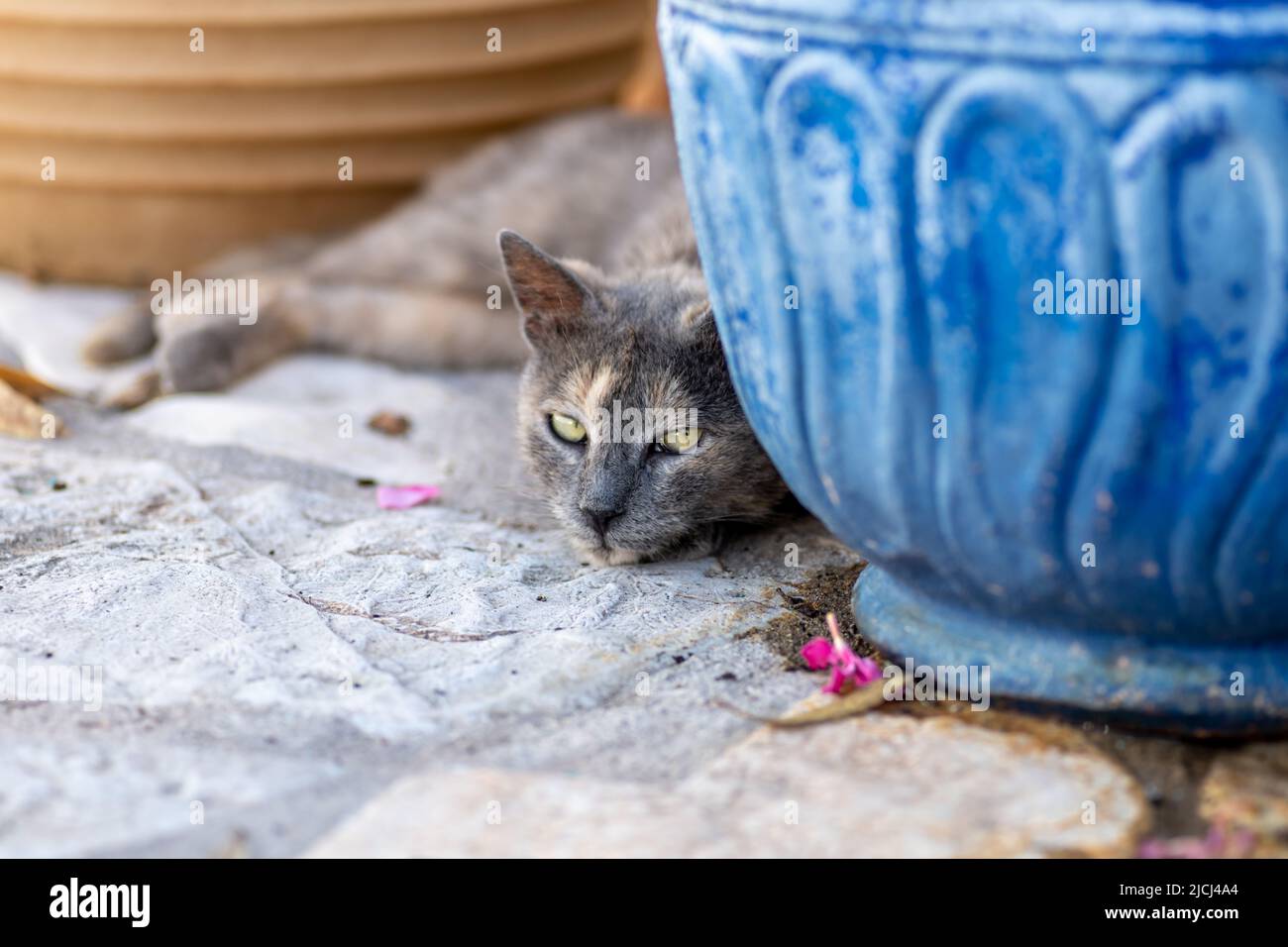 Un gatto grigio con occhi ipnotizzanti che riposano tra due vasi di piante. Foto Stock