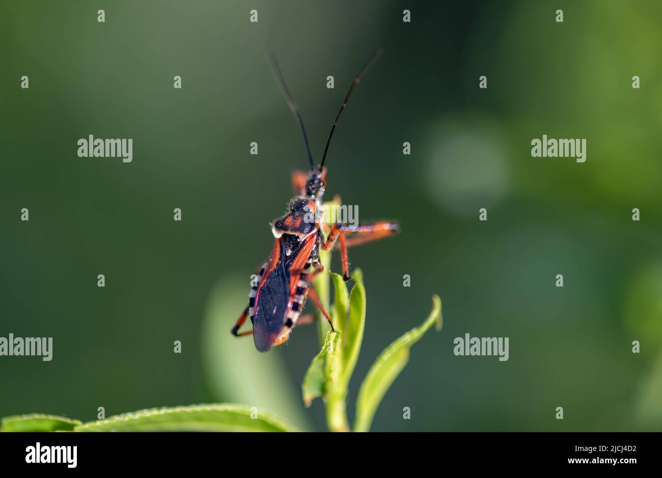 Macro shot di un vero bug appollaiato sopra una pianta. Foto Stock